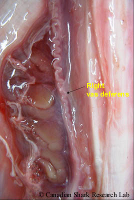 The reproductive tract of an early-maturing smooth skate (Malacoraja senta). The vas deferens are beginning to coil.