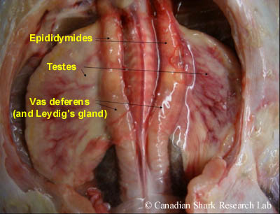 The anterior end of the reproductive tract of a mature male thorny skate (Amblyraja radiata). The testes are fully developed, the epididymides are highly coiled, and the vas deferens are convoluted and sinuous.