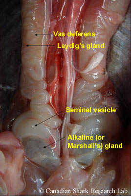 The posterior end of the reproductive tract of a mature male thorny skate (Amblyraja radiata). The vas deferens (overlying the Leydig's gland) are convoluted and sinuous, and the seminal vesicles and alkaline gland are clearly visible anterior to the cloaca.