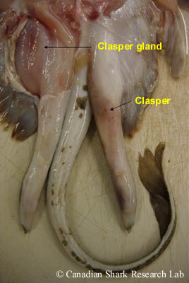 The posterior end (ventral view) of a mature male smooth skate (Malacoraja senta). The skin has been cut away to reveal the right clasper gland. Note the fully-developed claspers.