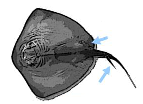 A ray, with important characteristics highlighted.
