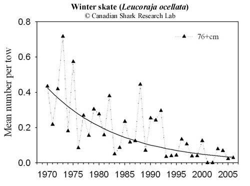 Stratified mean number per tow of adult winter skate (Leucoraja ocellata) from July research vessel (RV) survey data collected on the eastern Scotian Shelf (NAFO Divisions 4VsW). The solid black line indicates the exponential decline rate.