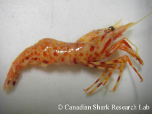 A shrimp (Pandalus sp.) 
