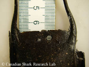 A thorny skate (Amblyraja radiata) egg capsule collected off the sea floor and showing a distinct bore hole