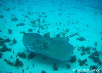 A southern stingray (Dasyatis americana). Great hammerheads have been observed attacking and eating this species of ray.