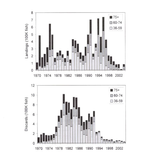 Estimations du total des débarquements et des rejets de raies tachetées (Leucoraja ocellata) dans l'est du plateau néo-écossais (divisions 4VW de l'OPANO) par classe de taille (en cm) de 1970 à 2004