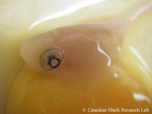 Embryon de raie à queue de velours (Amblyraja radiata) prélevé dans une capsule d'œuf déposée.