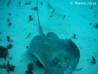 A southern stingray (Dasyatis americana). Stingrays - as with all rays - are ovoviviparous, bearing live young. When the yolk sac is absorbed, nourishment is provided through 'uterine milk' from the mother.