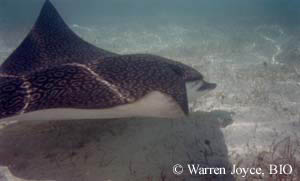 Aigle de mer Aetobatus narinari. Toutes les raies de l'ordre des Myliobatiformes sont ovovivipares, c'est-à-dire qu'elles portent leurs petits jusqu'à la naissance.