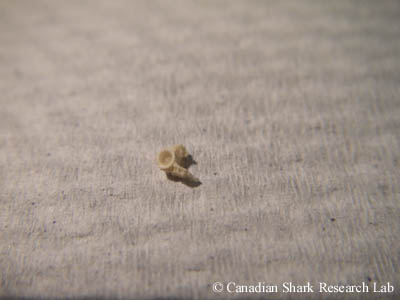 A thoracic vertebrae removed from a young-of-the-year little skate (Leucoraja erinacea)
