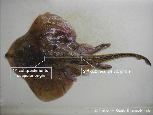 Diagram of a little skate (Leucoraja erinacea), with arrows demarking the locations where slices are made to extract a segment of the vertebral column for ageing.