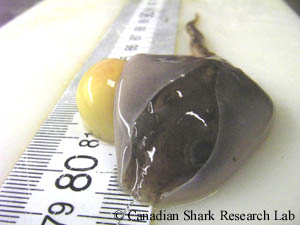 An embryo of a thorny skate (Amblyraja radiata) with its pectoral fins folded dorsally and a remaining external yolk sac