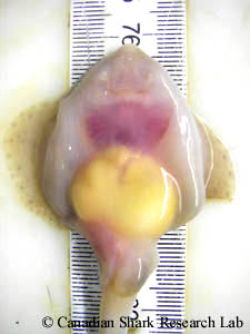 Ventral view of the embryo of a thorny skate (Amblyraja radiata) in the later stages of its development. The internal yolk sac is clearly visible, whereas the external yolk sac has been completely resorbed.