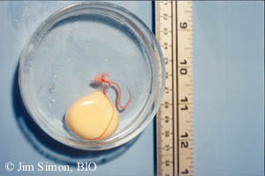 A winter skate (Leucoraja ocellata) embryo removed from its egg capsule.