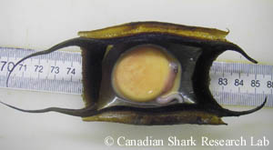A thorny skate (Amblyraja radiata) egg capsule cut open to reveal a developing embryo.