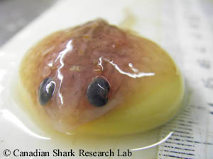 A thorny skate (Amblyraja radiata) embryo further along in the development stages. Note the increased size of the embryo relative to the external yolk sac.
