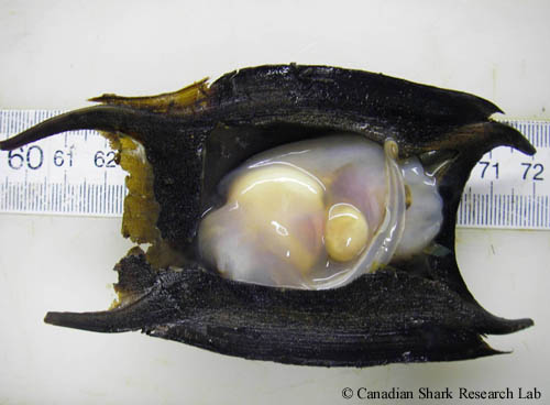 An embryo of a thorny skate (Amblyraja radiata) in the later stages of its development. The external yolk sac is diminished, an internal yolk sac has formed, and the embryo is oriented with its rostrum facing anteriorly (or posteriorly in relation to the oviduct of the female).