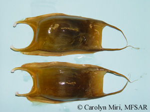 Egg capsules from an Arctic skate (Amblyraja hyperborea)