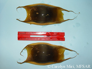 Egg capsules from a shorttail or Jensen's skate (Amblyraja jenseni)