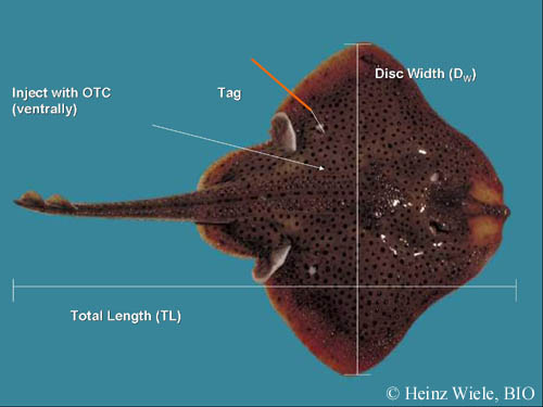 Diagram of a mature female winter skate (Leucoraja ocellata) showing the measurements taken onboard ship and the tagging and injection locations.
