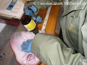 A maturing female winter skate being injected ventrally with oxytetracycline (OTC) onboard the MV Teleost