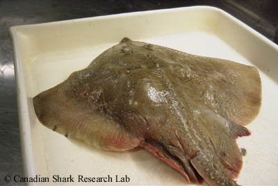 Dorsal/ posterior view of a mature female thorny skate (Amblyraja radiata). Egg cases within the genital tracts are visible externally as a pair of prominent swellings anterior to the base of the tail on either side of the midline.