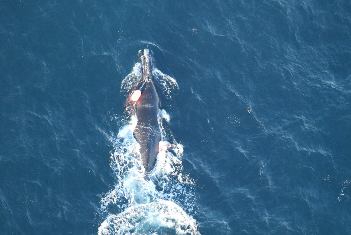 Une vue aérienne rapprochée de la baleine noire de l’Atlantique.
