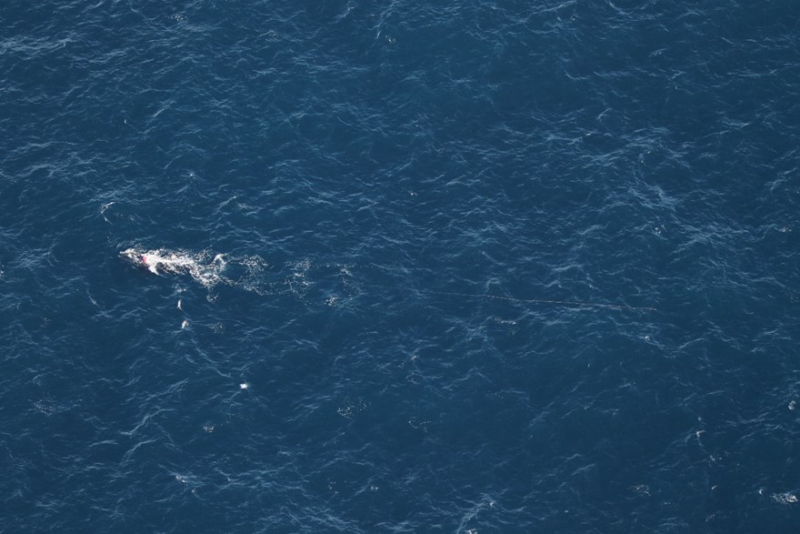 Une vue aérienne à distance de la baleine noire de l’Atlantique Nord.