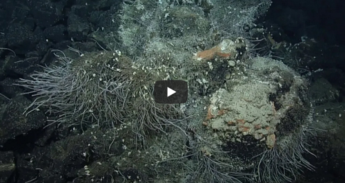 Vidéo : Exploration en eau profonde : les évents hydrothermaux au large des côtes du Pacifique