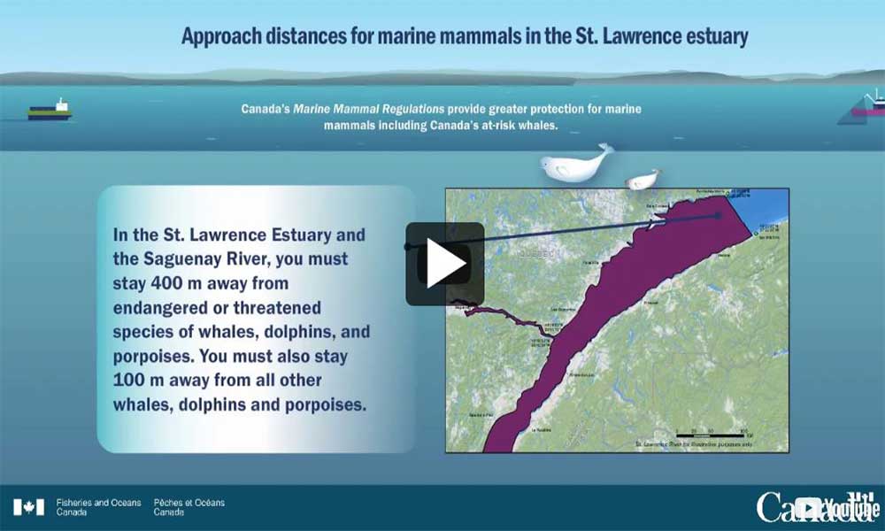 Video: Approach distances for marine mammals in the St. Lawrence estuary.