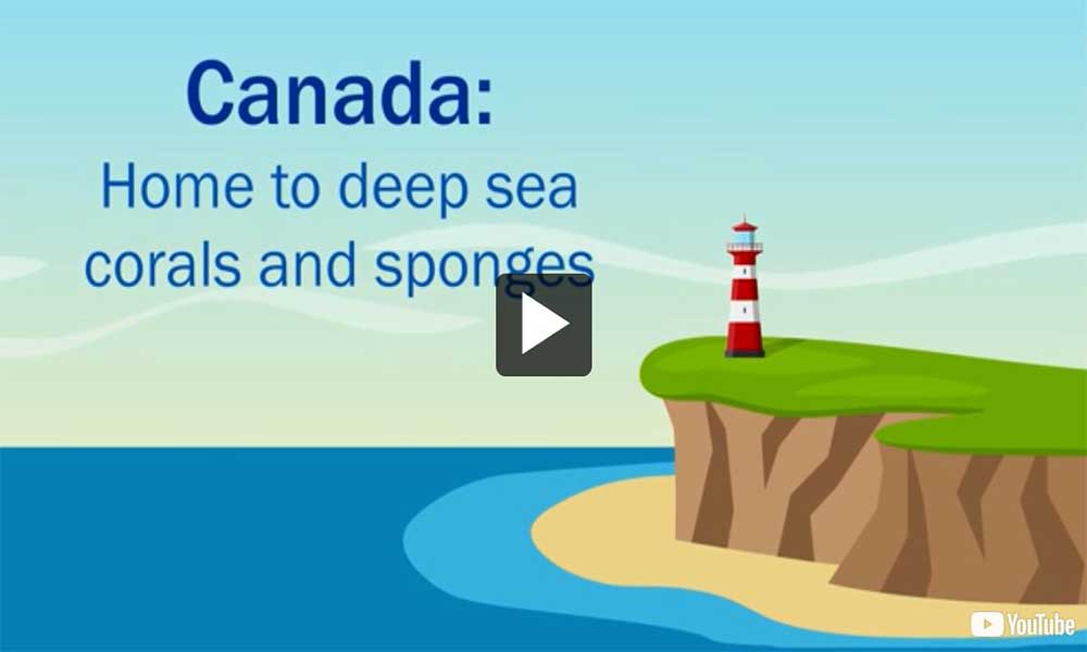 Video: Canada: Home to deep-sea corals and sponges