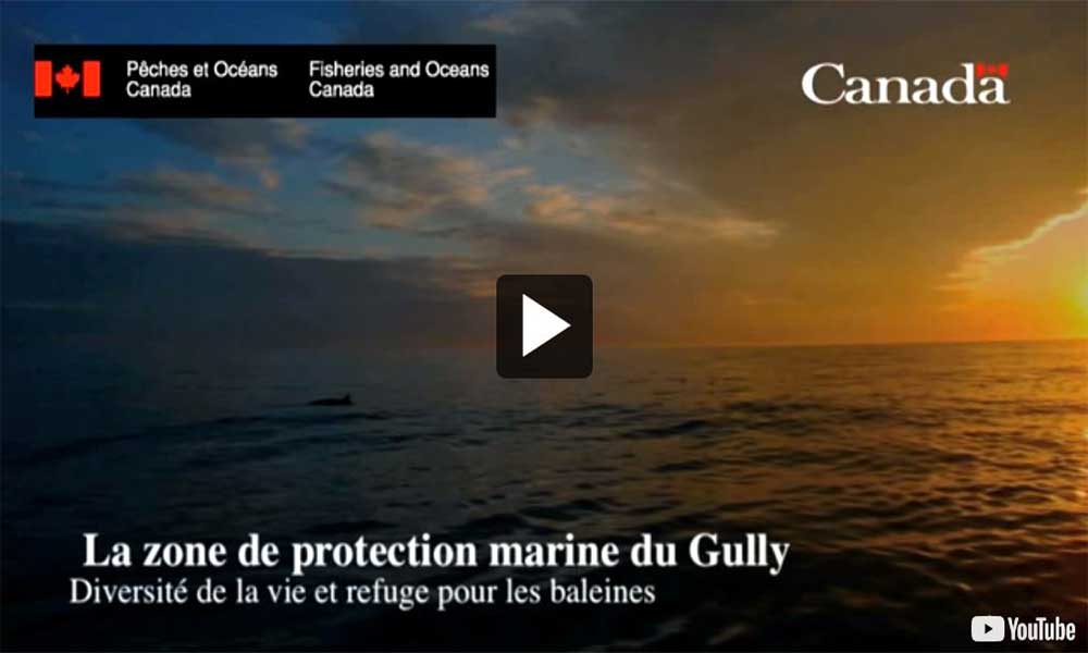 Vidéo : La zone de protection marine du Gully : diversité de la vie et refuge pour les baleines