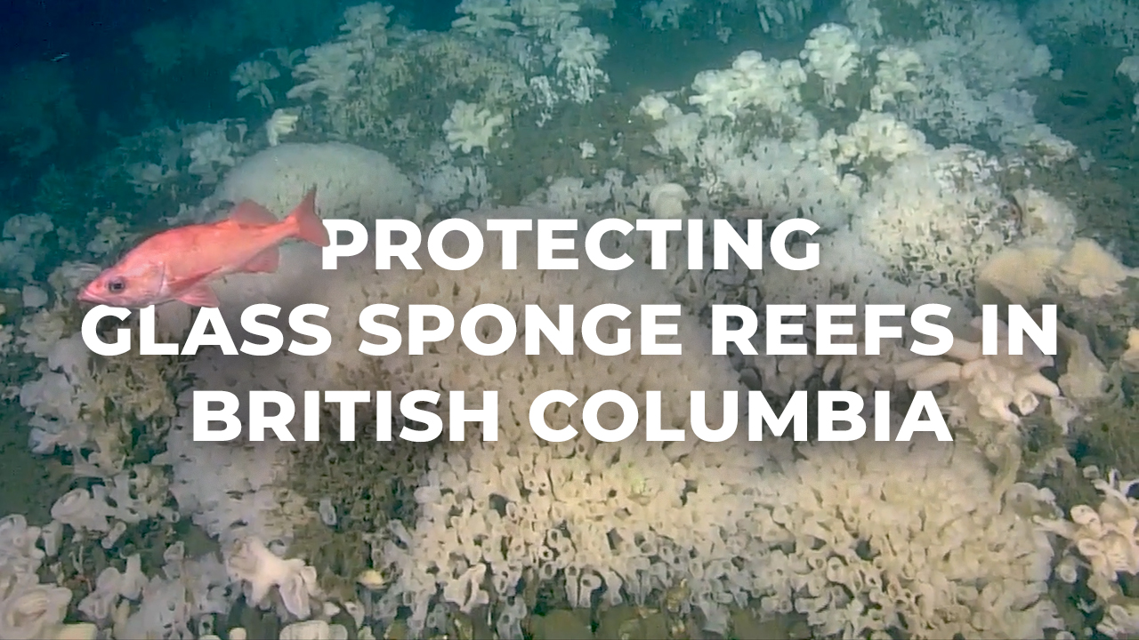 Video: Hecate Strait and Queen Charlotte Sound Glass Sponge Reefs Marine Protected Area