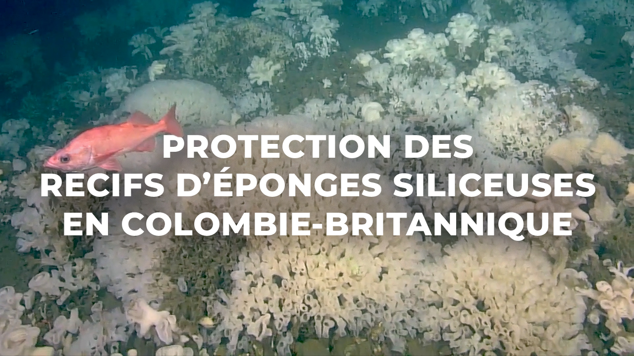 Vidéo : Zone de protection marine du détroit d'Hécate et du bassin de la Reine-Charlotte