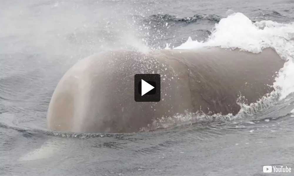 Video: Identifying and Reporting Whales