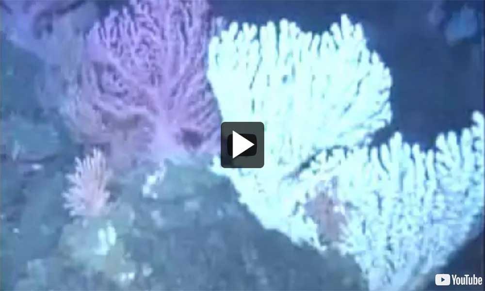 Vidéo : Oasis des profondeurs : Les coraux des eaux froides du l'atlantique Canadien