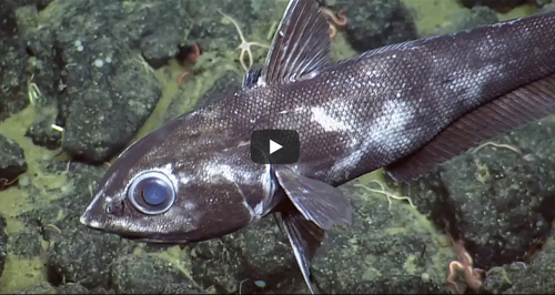 Vidéo : Exploration en eau profonde : les monts sous-marins au large des côtes du Pacifique